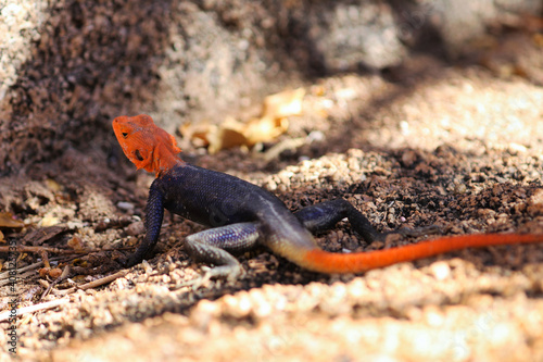 common agama, red-headed rock agama, (Agama agama) - Namibia, Africa