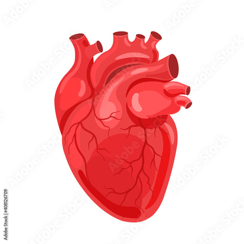Human heart. The heart with the venous system. Anatomy. Flat vector illustration.