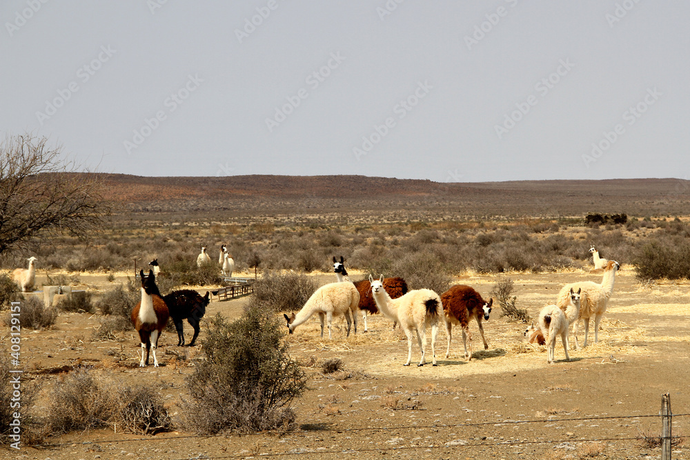 A landscape photo of Alpacas in a  field in the Karoo. Popular as flock guards, keeping sheep together so that predators cannot easily attack them.They are extremely alert and have a loud alarm call