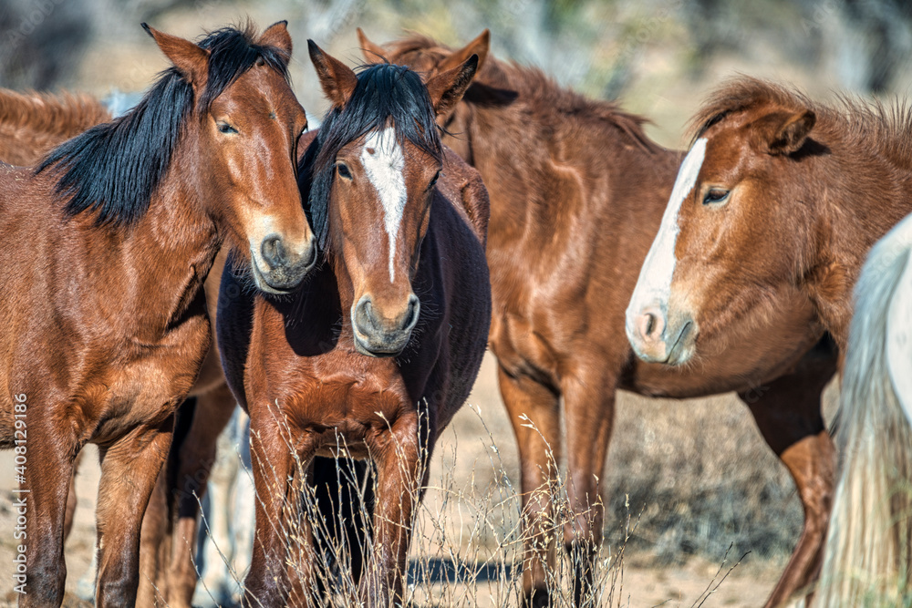 Obraz premium Salt River Wild Horses