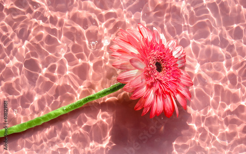 Pink gerbera or barberton daisy flower on water surface with ripples and sunlight reflections. Beauty spa, relaxation or wellness treatment. Youth, freshness and tenderness concept. Summer background