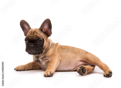 French Bulldog puppy. Cute little puppy.