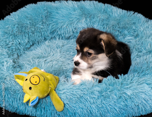 Corgi-Pembroke-Welpe tricolour, 6 Wochen alt, liegt in einem kuscheligen Hundebettchen