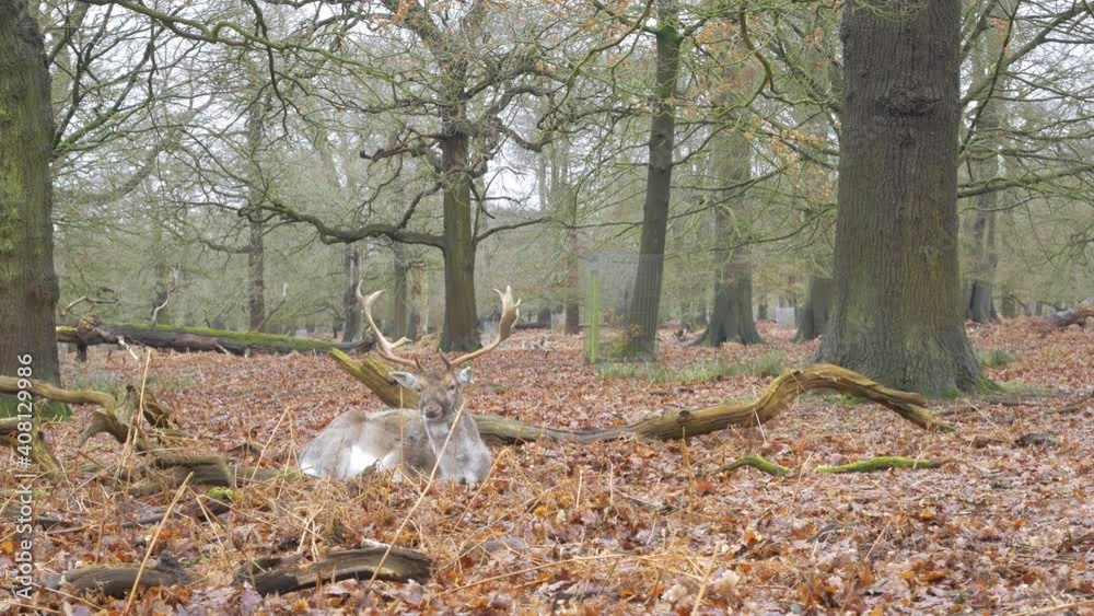 Adult male fallow deer with large antlers sat eating in woodland forest amongst trees Adult male fallow deer with large antlers sat eating in woodland forest amongst trees