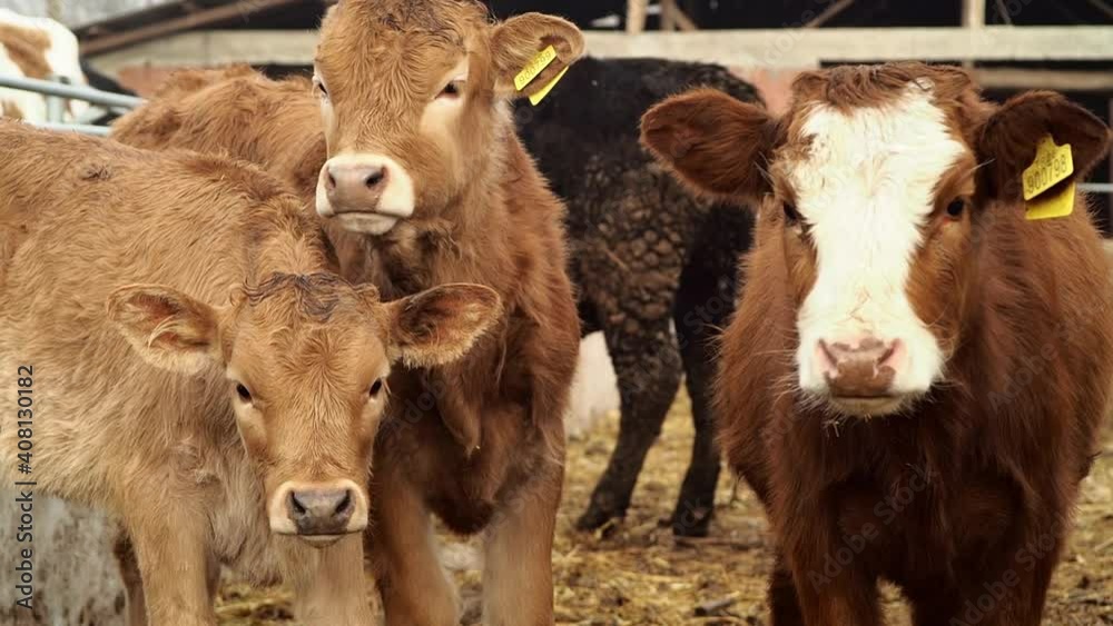 Young Brown Cows Looking at Camera Young Brown Cows Looking at Camera