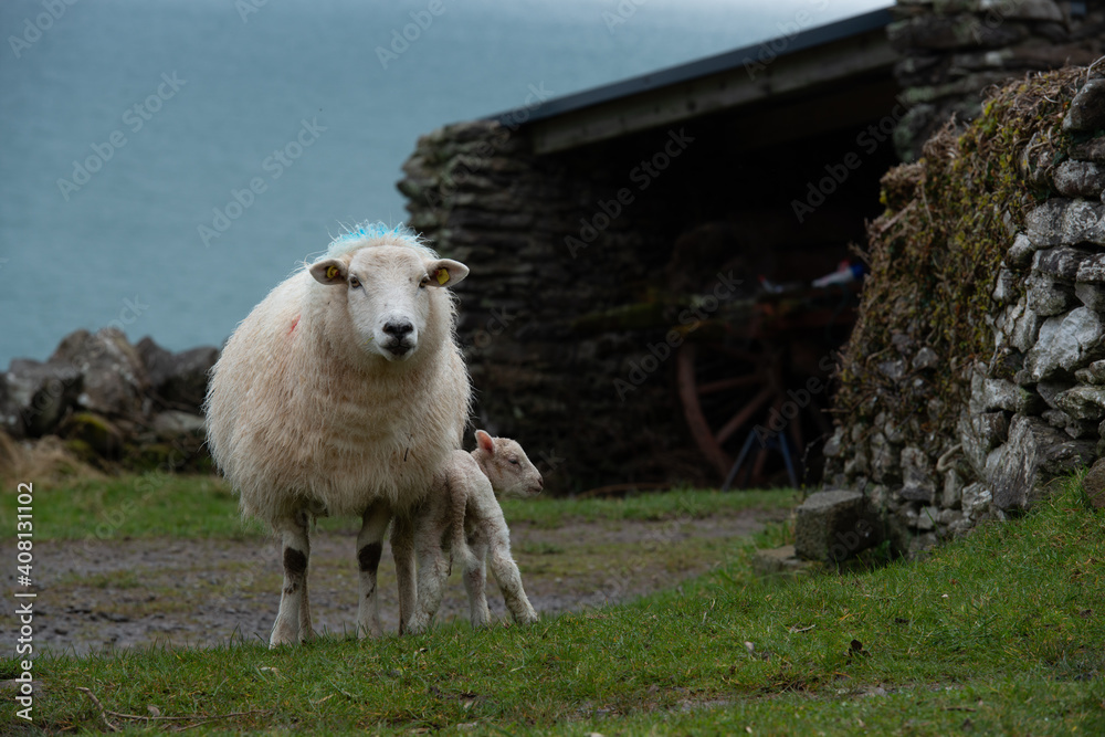 Obraz premium The mother sheep together with its new-born lamb standing in front of an old hut build out of stones with the sea-side displayed in the background