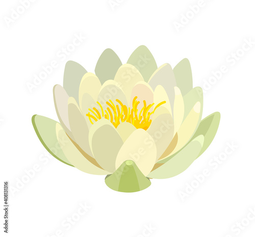 Yellow water lily or lotus flower on a white background. Vector illustration