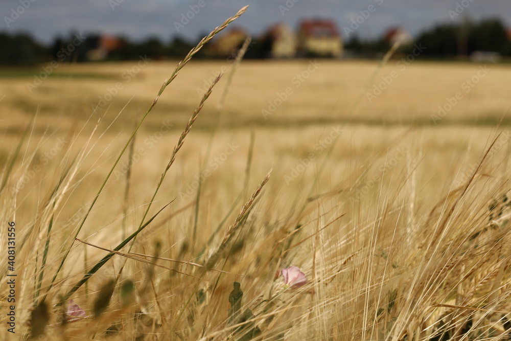 Obraz premium Weide im Sommer 1