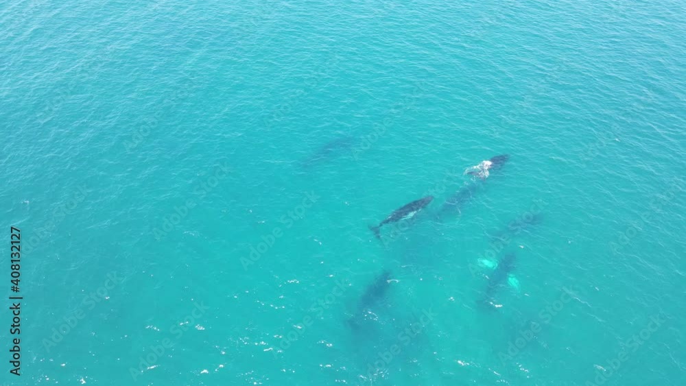 4K Seven Humpback Whales swimming amazing wildlife Western Australia
