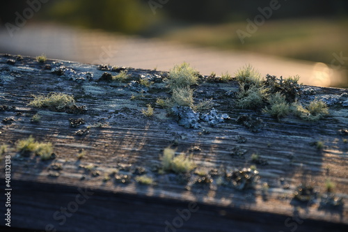 Flechte auf Holz im Sonnenaufgang