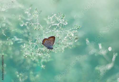 piękny motyl