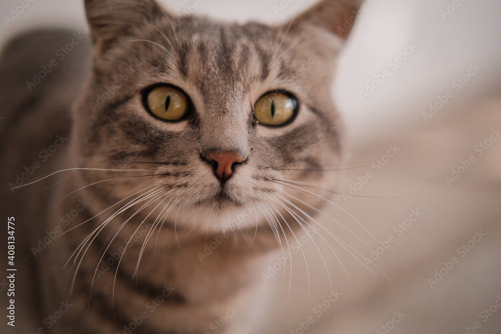 retrato de gato gris con ojos verdes muy cercanos con gran desenfoque bokeh