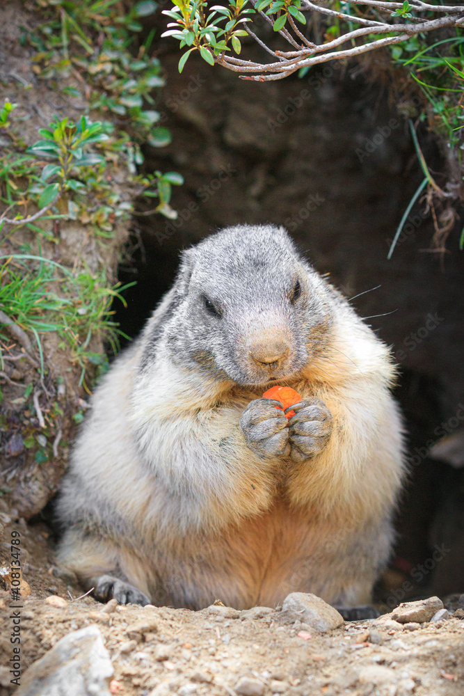 Fototapeta premium Marmot Marmota is eating in the swiss alps, getting food get feed carrot, in his cave