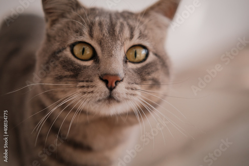 retrato de gato gris con ojos verdes muy cercanos con gran desenfoque bokeh © Ricardo
