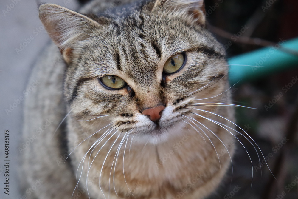 a cat sits on a table in the garden a cat sits on a table in the garden