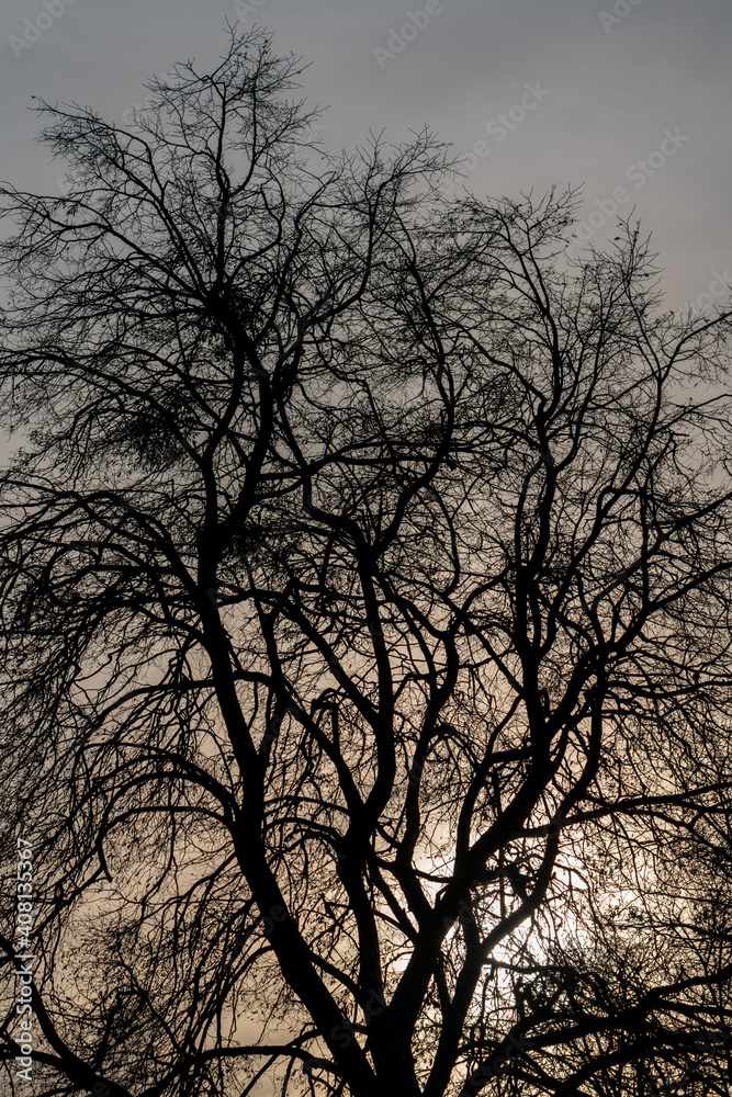 Kahle Bäume im Winter bei Sonnenuntergang Kahle Bäume im Winter bei Sonnenuntergang