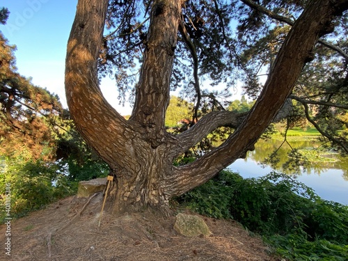 Botanischer Garten Berlin Baum © JCmagic