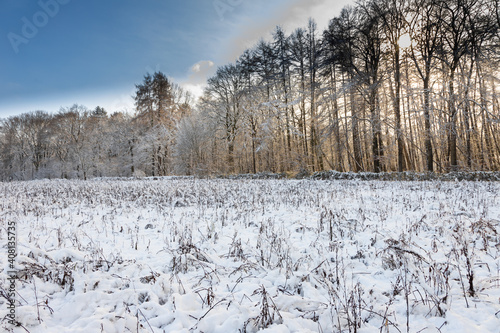 Winter landscape on the border of the Netherlands and Belgium. The meadows and forest are covered with a layer of fresh snow under a blue sky