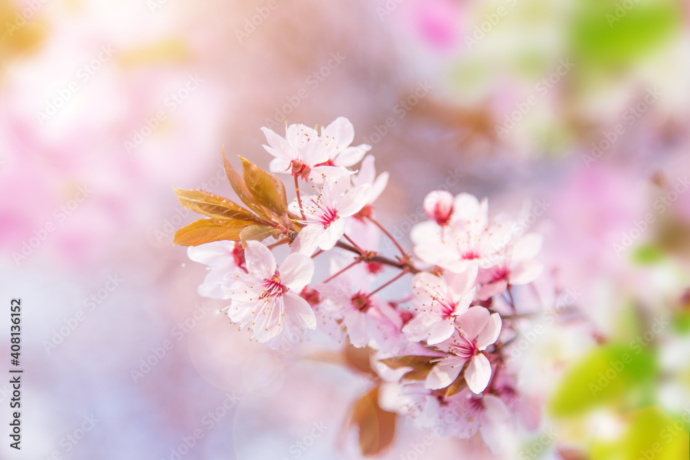 Close-up of Spring Cherry blossoms