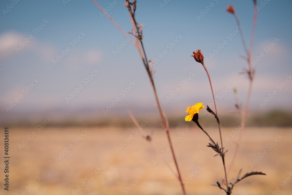 Paisaje flor con desenfoque y bokeh en el campo con cielo azul artistico