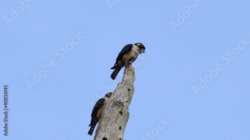 Black-thighed Falconet,  Microhierax fringillarius, Kaeng Krachan National Park, Thailand; two individuals perched on top of bare tree with a cavity, looking around getting ready to enter their nest. photo