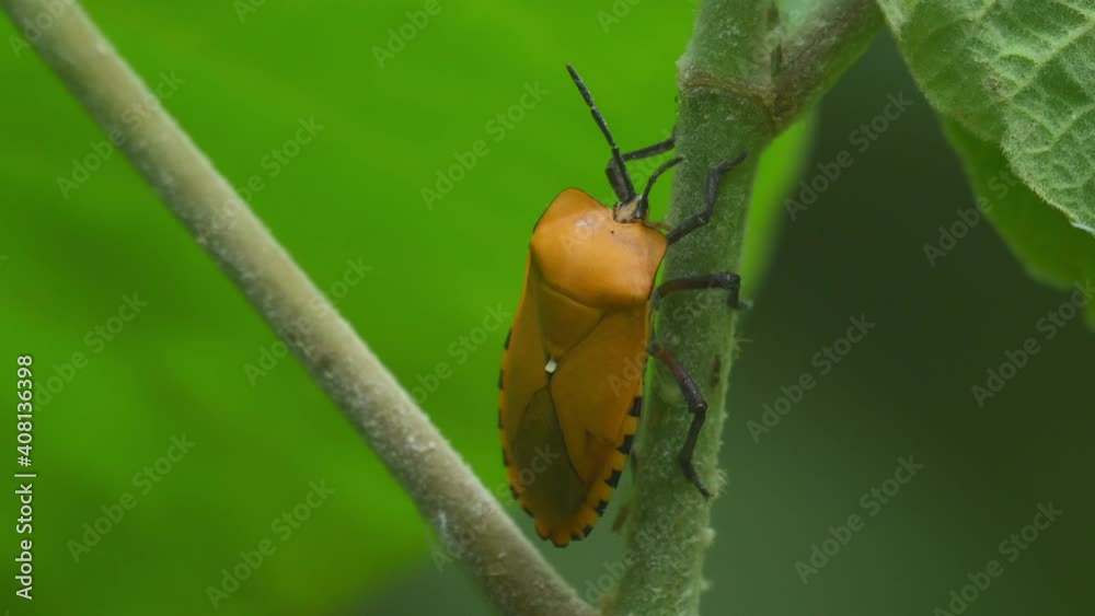Giant Shield Bug, Tessaratomidae, Kaeng Krachan National Park, Thailand; 4K footage while on a stem, body moving as it breathes, leaf moving at the background and other insects above move around.