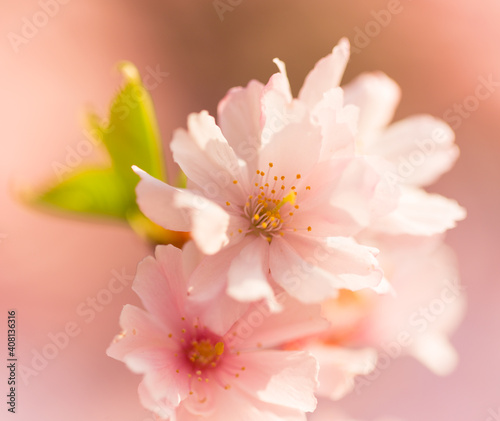 Close-up of Spring Cherry blossoms