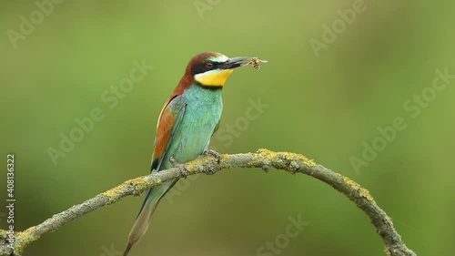 Bee eater bird - ( Merops apiaster )	 photo