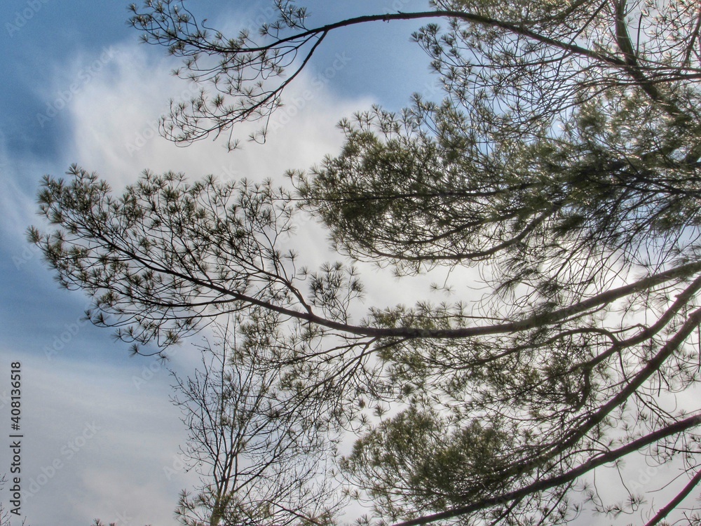 Obraz premium trees in winter