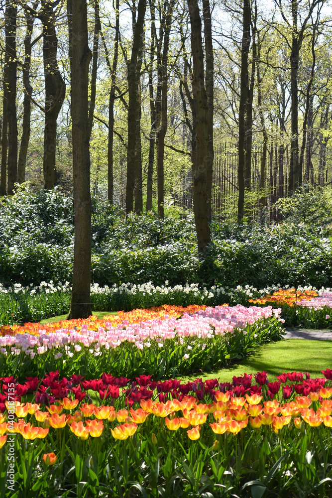 Keukenhof, Netherlands - April 19, 2019: Tulip flower with green leaf background in tulip field at winter or spring day for postcard beauty decoration and agriculture concept design... Keukenhof, Netherlands - April 19, 2019: Tulip flower with green leaf background in tulip field at winter or spring day for postcard beauty decoration and agriculture concept design...