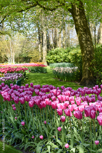 Keukenhof, Netherlands - April 19, 2019: Tulip flower with green leaf background in tulip field at winter or spring day for postcard beauty decoration and agriculture concept design...