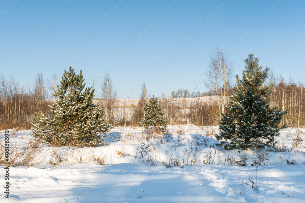 Winter sunny day. Snow field and forest with small spruce tree. Little snow, dry grass, trunks on hill on bright blue sky natural background. Northern landscape