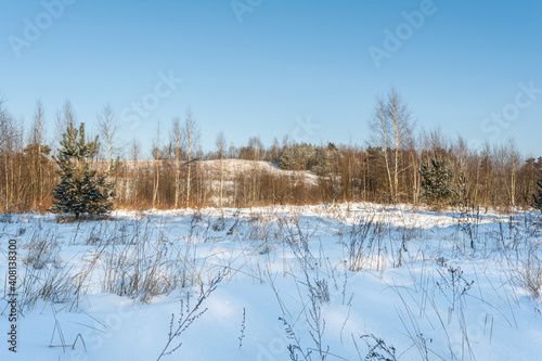 Winter sunny day. Snow field and forest with small spruce tree. Little snow, dry grass, trunks on hill on bright blue sky natural background. Northern landscape