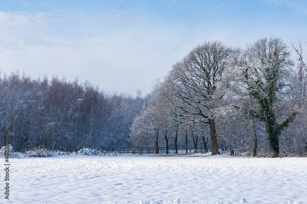 Obraz premium Winter landscape on the border of the Netherlands and Belgium. The meadows and forest are covered with a layer of fresh snow under a blue sky
