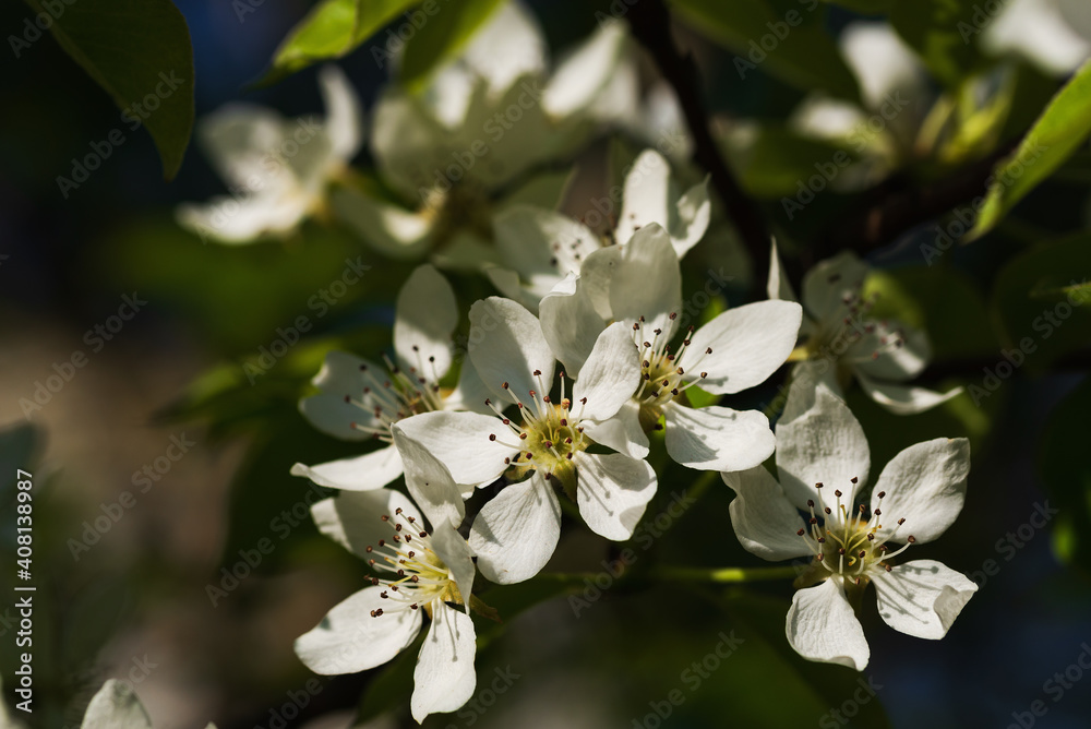 In springtime, pear blossoms in the orchard In springtime, pear blossoms in the orchard