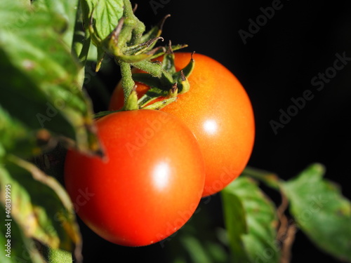 Wallpaper Mural tomatoes on vine Torontodigital.ca