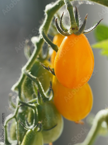 Wallpaper Mural tomato on the vine Torontodigital.ca