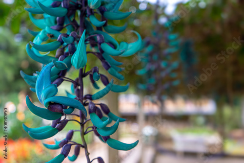 Turquoise jade vine (emerald vine) photo