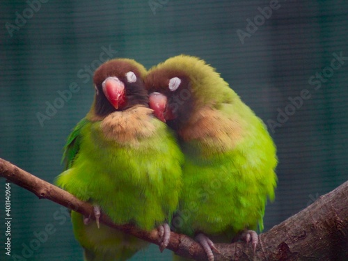 pair of parrots photo
