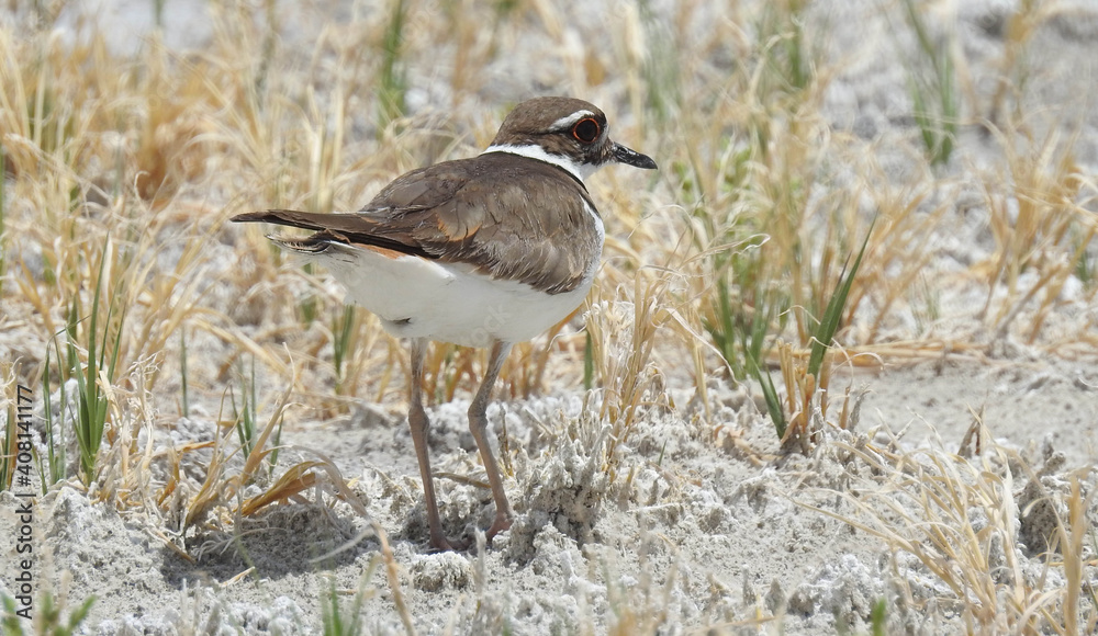 A killdeer enjoying a relaxing day in the Eastern Sierra, Adobe Valley, Mono County, California. A killdeer enjoying a relaxing day in the Eastern Sierra, Adobe Valley, Mono County, California.