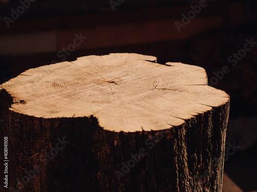 large acacia wood stump in daylight. woodworking concept