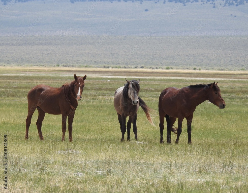 Fototapeta premium Wild horses roaming the Adobe Valley in the Eastern Sierra, Mono County, California.
