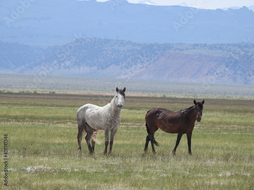 Wild horses roaming the Adobe Valley in the Eastern Sierra, Mono County, California.