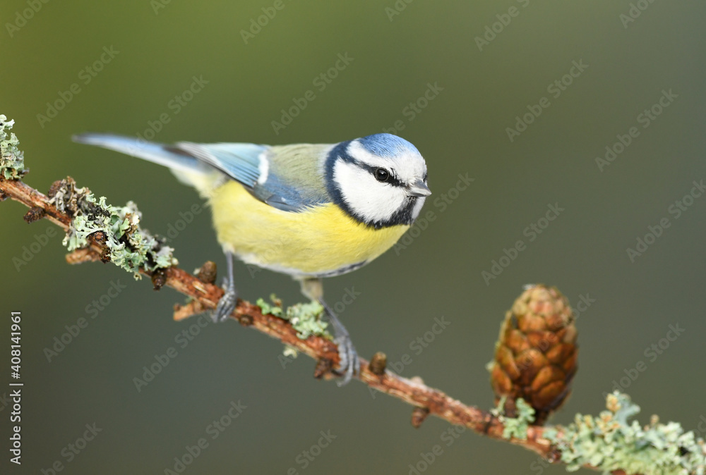 Blue tit ( Cyanistes caeruleus ) close up Blue tit ( Cyanistes caeruleus ) close up