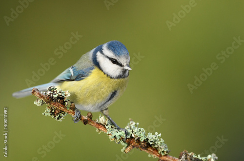 Blue tit ( Cyanistes caeruleus ) close up