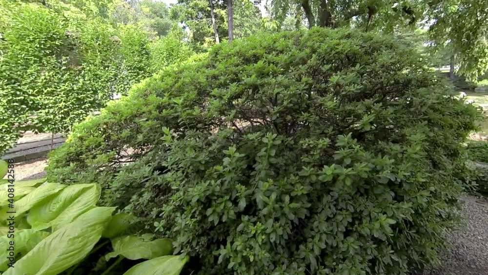 Steadicam shot moving through Japanese garden to koi pond. Steadicam shot moving through Japanese garden to koi pond.