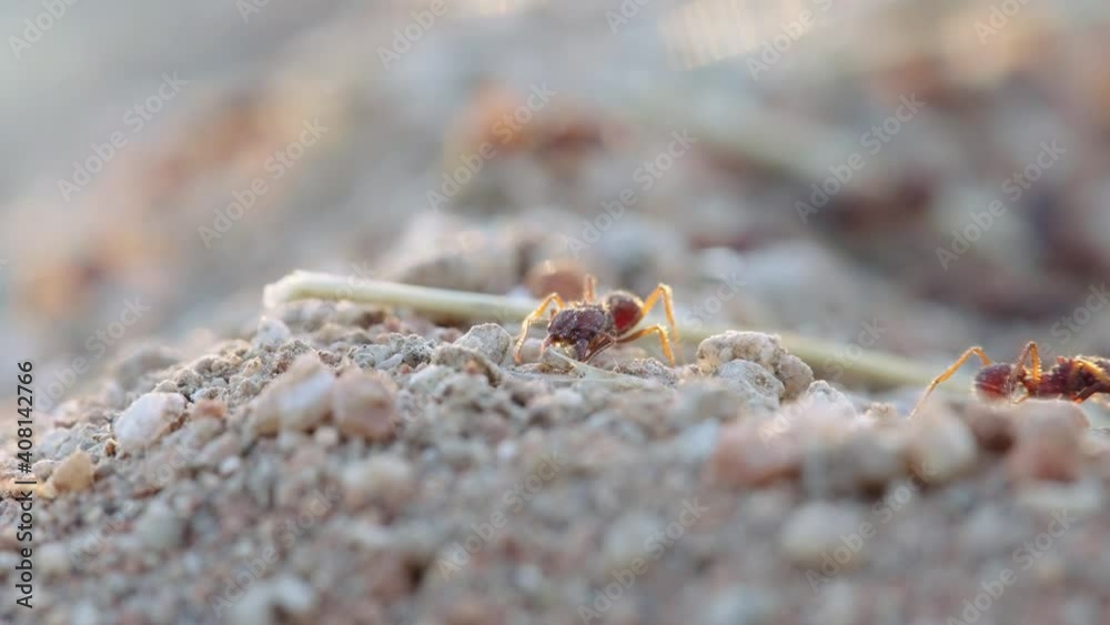 Busy Leafcutter Major soldier ants scouring the surroundings of the nest, defending the trails - Ground level close up shot Busy Leafcutter Major soldier ants scouring the surroundings of the nest, defending the trails - Ground level close up shot