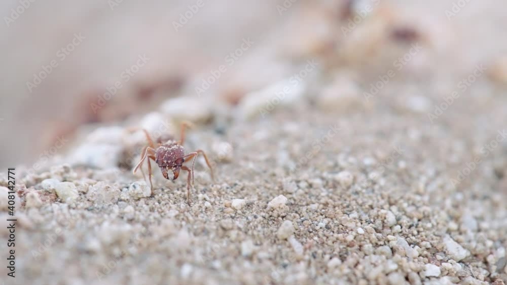 Leafcutter ant lost from trail, in the middle of the arid and sandy Sonoran desert terrain - Ground-level long close up shot Leafcutter ant lost from trail, in the middle of the arid and sandy Sonoran desert terrain - Ground-level long close up shot