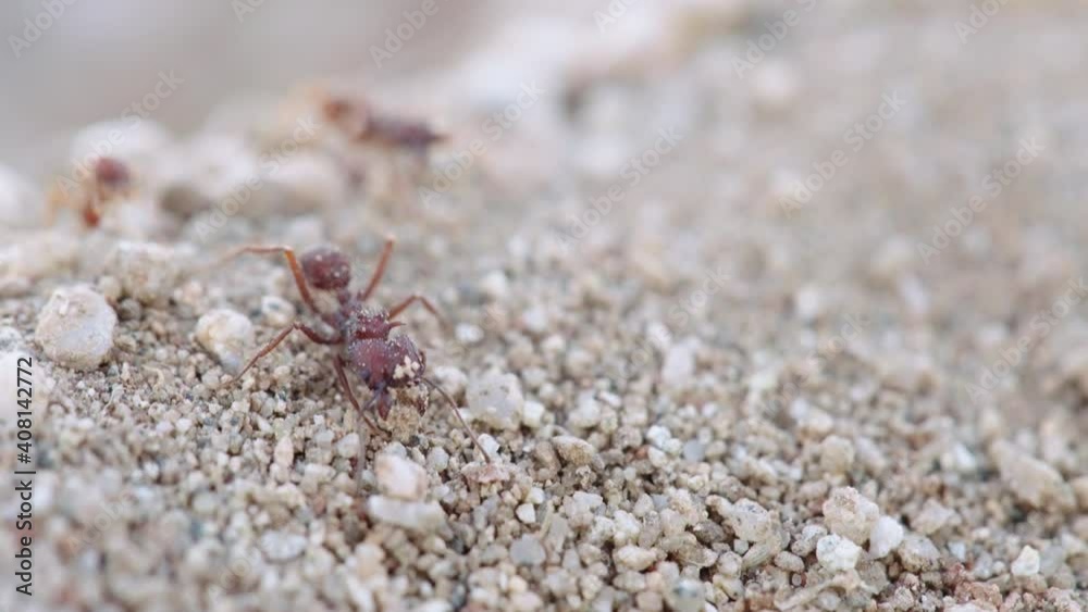 Leafcutter ant Acromyrmex versicolor Carrying sediments with its mandibles ou of the beaten colony Trail - Close up shot Leafcutter ant Acromyrmex versicolor Carrying sediments with its mandibles ou of the beaten colony Trail - Close up shot