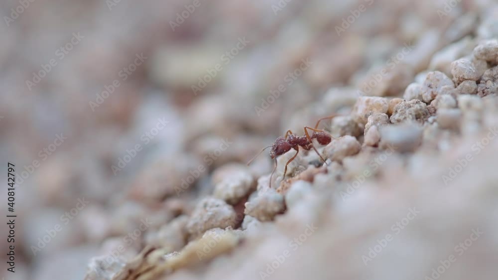 Lone Leafcutter worker ant descending through steep ant-bed sand trail in the Sonoran Desert - Ground-level shallow close up shot Lone Leafcutter worker ant descending through steep ant-bed sand trail in the Sonoran Desert - Ground-level shallow close up shot